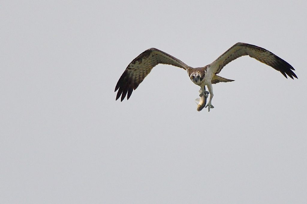 Falco pescatore con preda